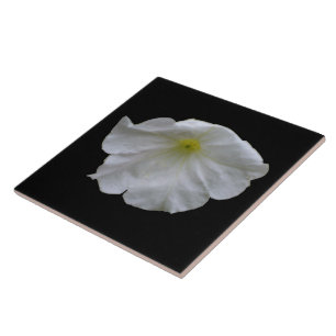Beautiful White Petunia Tile