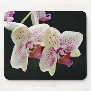 Beautiful White & Pink Orchid w/Black Background Mouse Pad