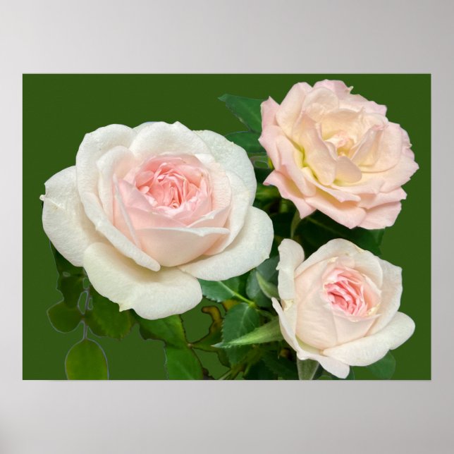 Beautiful white pink roses poster (Front)