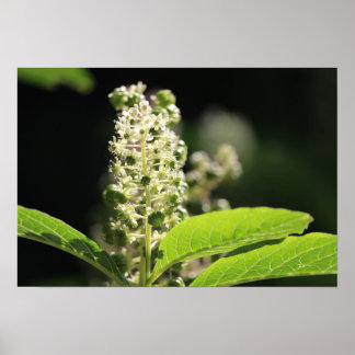 Beautiful White Pokeweed Plant Flowers Poster