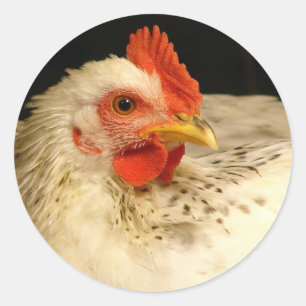 Beautiful White Rooster With Black Speckles Classic Round Sticker