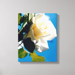 Beautiful White rose Canvas Print