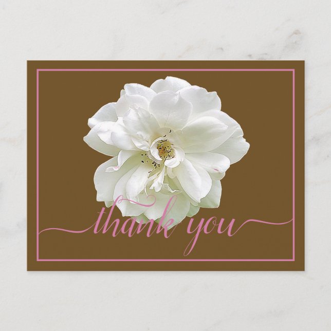 Beautiful White Rose Colour Backdrop Chic Thank Yo Postcard (Front)