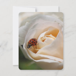 Beautiful white rose flower and ladybug,  floral n