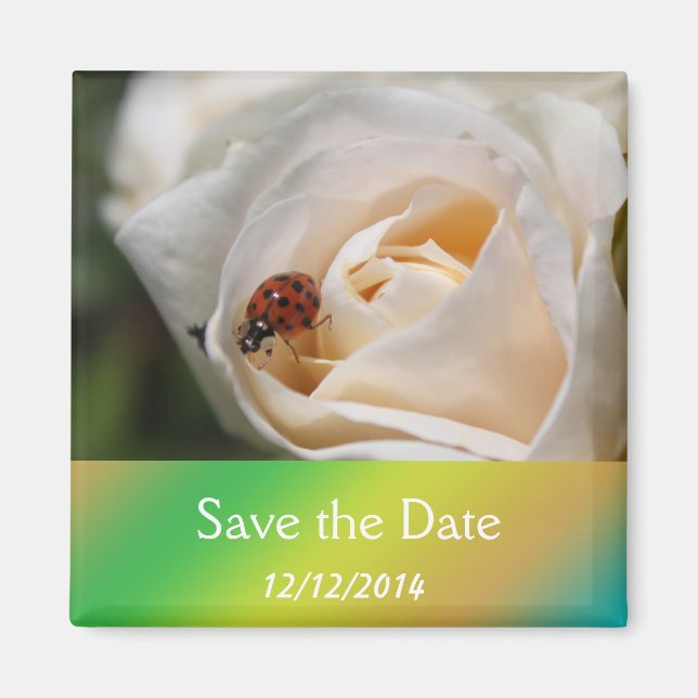 Beautiful white rose flower save the date magnet (Front)