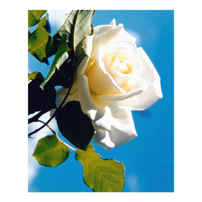 Beautiful White rose  Photo Print (Front)