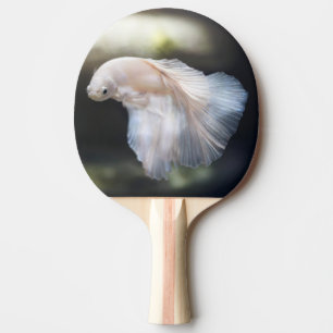 Beautiful White Siamese Betta Fighting Fish Ping Pong Paddle