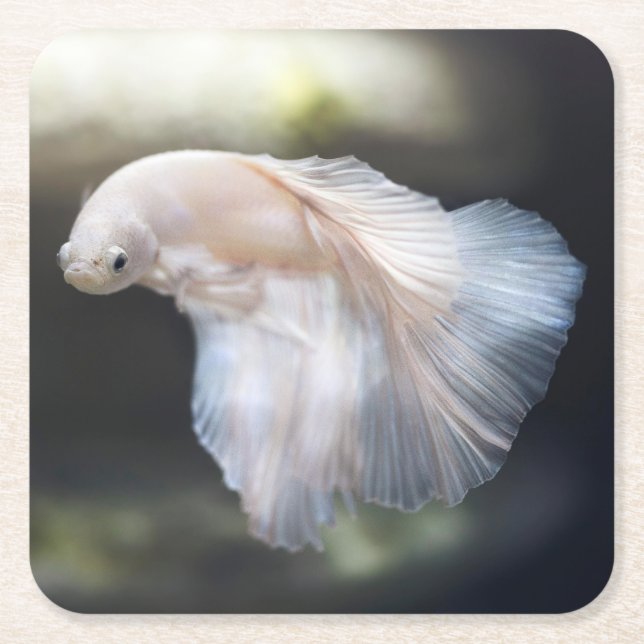 Beautiful White Siamese Betta Fighting Fish Square Paper Coaster (Front)