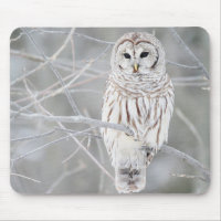 Beautiful White Snow Owl Design
