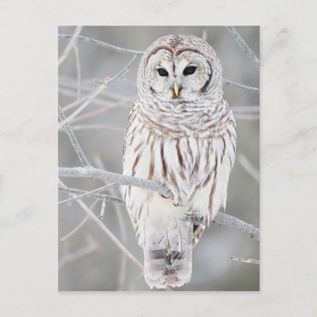 Beautiful White Snow Owl Design Postcard (Front)