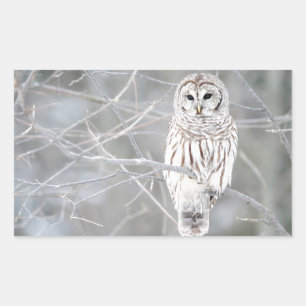 Beautiful White Snow Owl Design Sticker