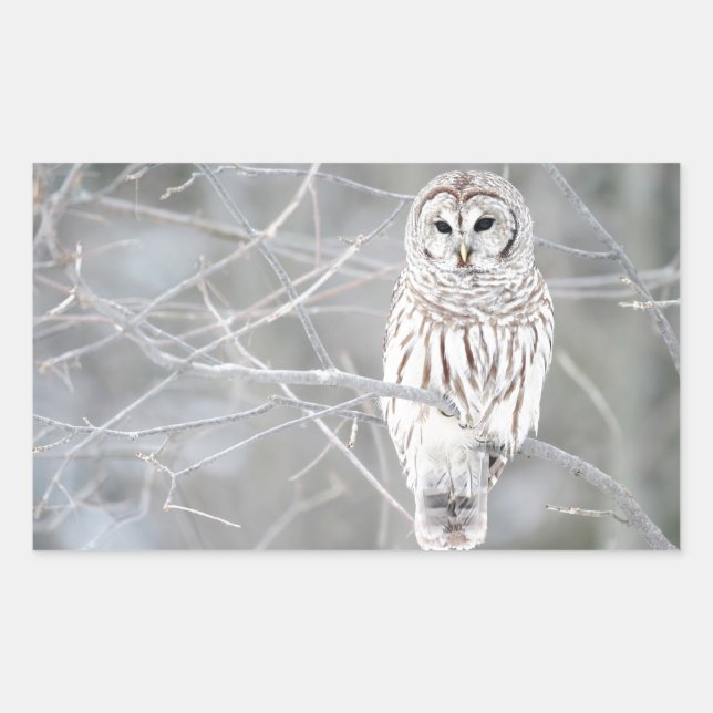 Beautiful White Snow Owl Design Sticker (Front)