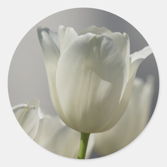 Beautiful White Spring Tulips Classic Round Sticker (Front)