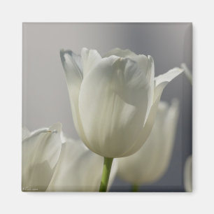 Beautiful White Spring Tulips Magnet