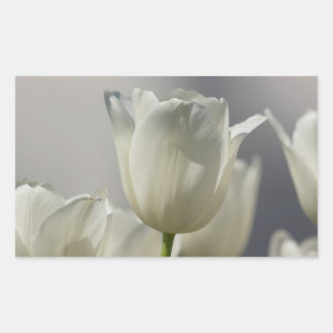 Beautiful White Spring Tulips Sticker