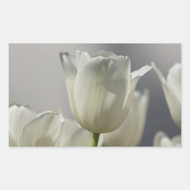 Beautiful White Spring Tulips Sticker (Front)