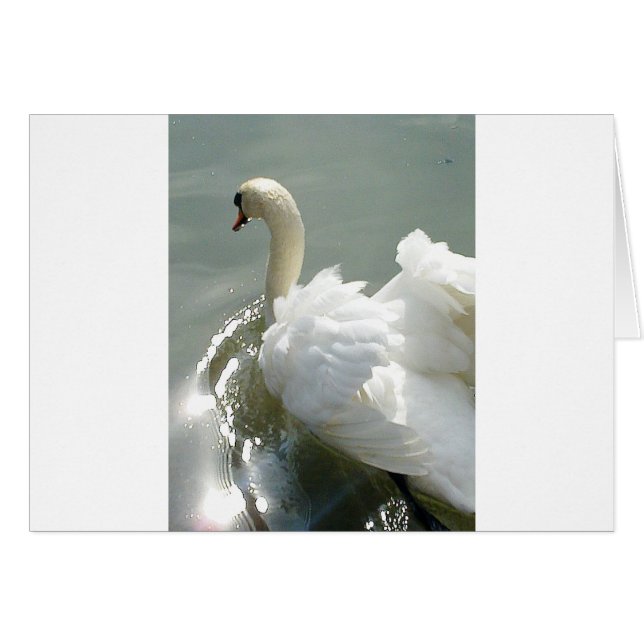 Beautiful white swan (Front Horizontal)