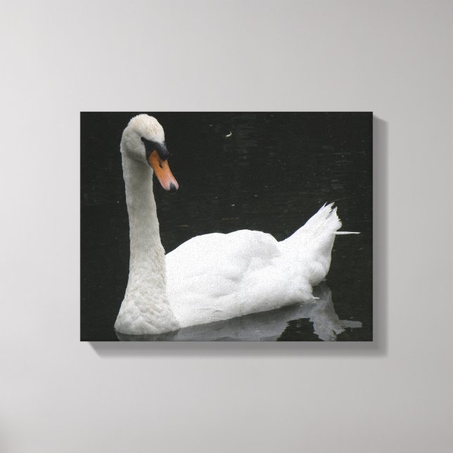 Beautiful White Swan Canvas Print (Front)