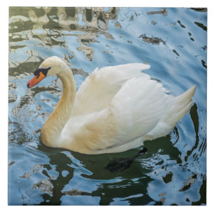 Beautiful white swan ceramic photo tile
