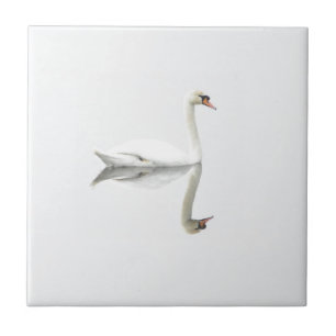 Beautiful white swan in water mirror image tile
