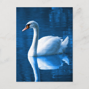Beautiful white swan in water postcard