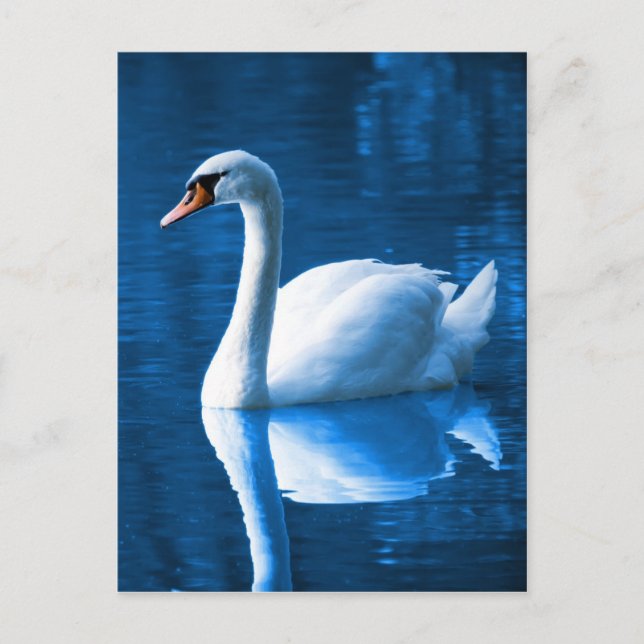 Beautiful white swan in water postcard (Front)