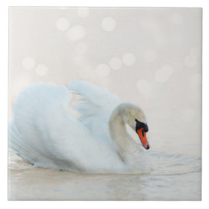 Beautiful White Swan on White Tile