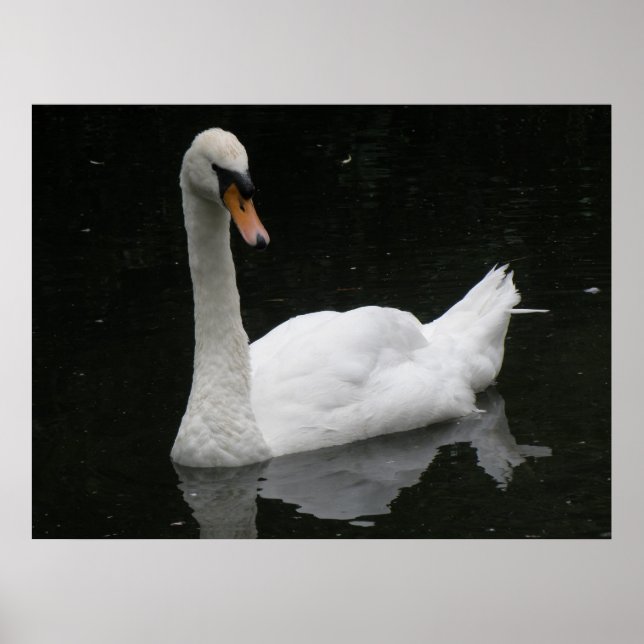 Beautiful White Swan Poster (Front)