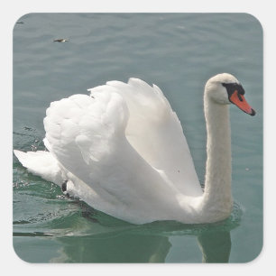 Beautiful white swan square sticker