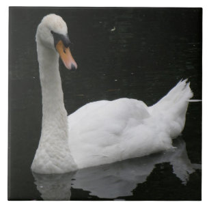 Beautiful White Swan Tile