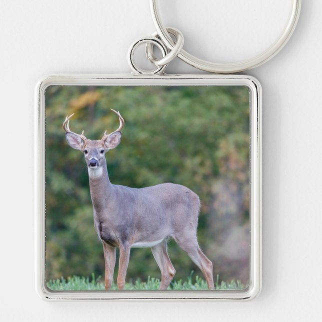 Beautiful White-tailed Buck Deer in Field     Keychain (Front)