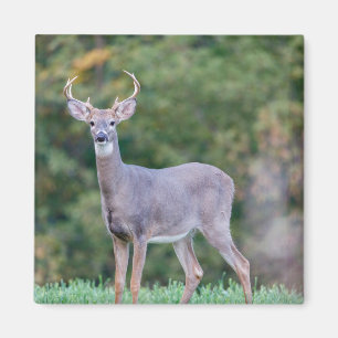 Beautiful White-tailed Buck Deer in Field         Magnet