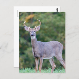 Beautiful White-tailed Buck Deer in Field       Postcard