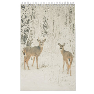 Beautiful White Tailed Deer Calendar