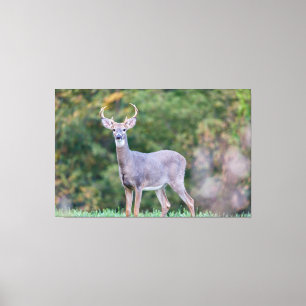 Beautiful White-tailed Deer in Field Canvas Print