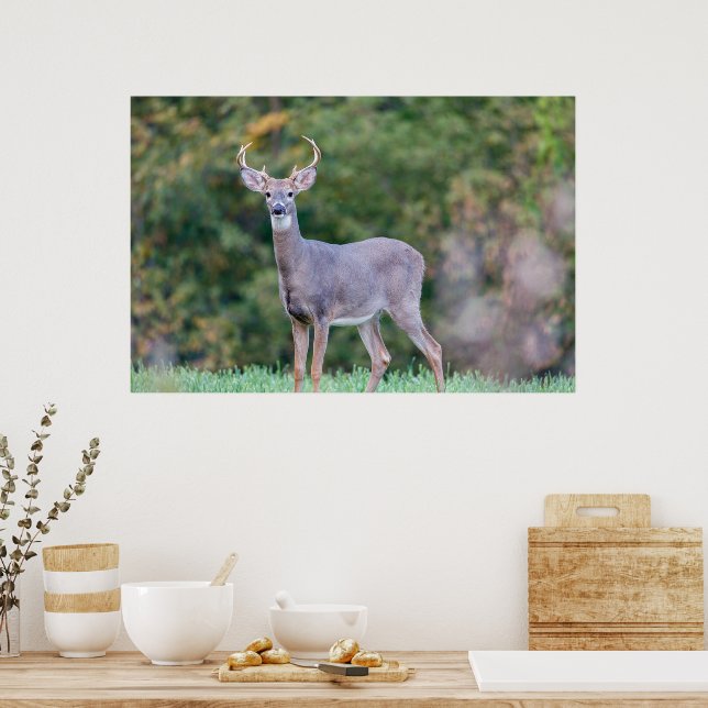 Beautiful White-tailed Deer in Field  Poster (Kitchen)