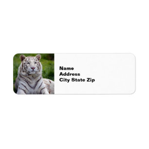Beautiful White Tiger Photo