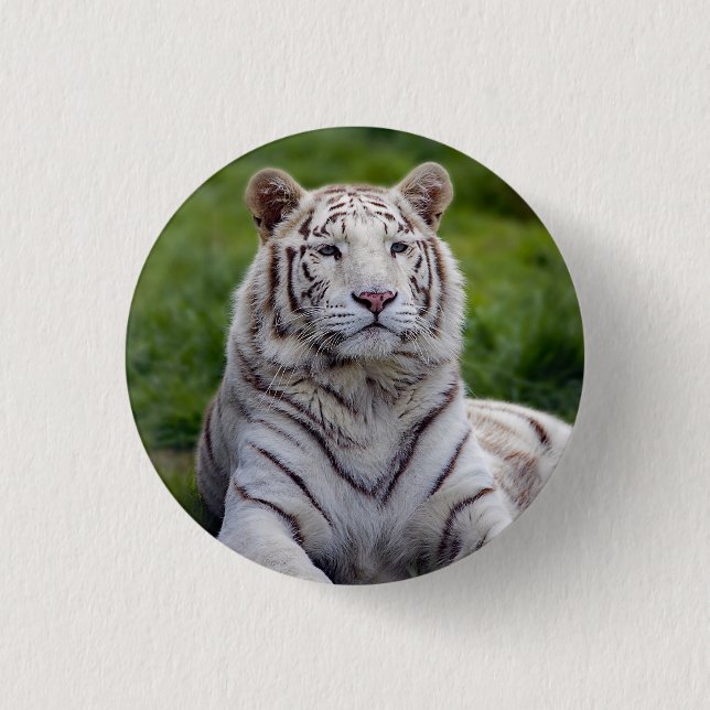 Beautiful White Tiger Photo 1 Inch Round Button (Front)