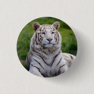 Beautiful White Tiger Photo 1 Inch Round Button