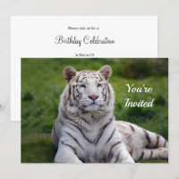 Beautiful White Tiger Photo Birthday