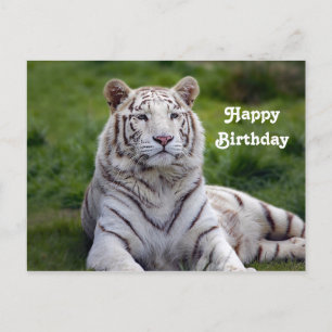 Beautiful White Tiger Photo Birthday Postcard