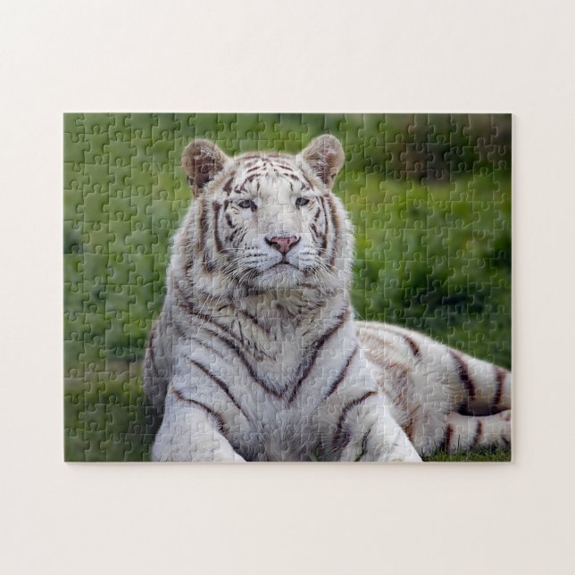 Beautiful White Tiger Photo Jigsaw Puzzle (Horizontal)