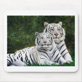 Beautiful White Tigers Mouse Pad
