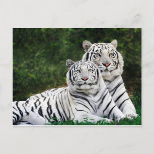 Beautiful White Tigers Postcard