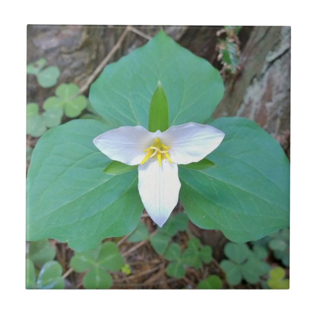 Beautiful White Trillium Flower in the Forest Tile (Front)