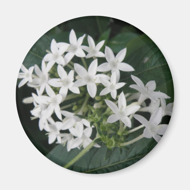 Beautiful White Tropical Flowers Magnet (Front)