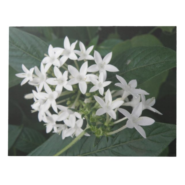 Beautiful White Tropical Flowers Notepad (Front)