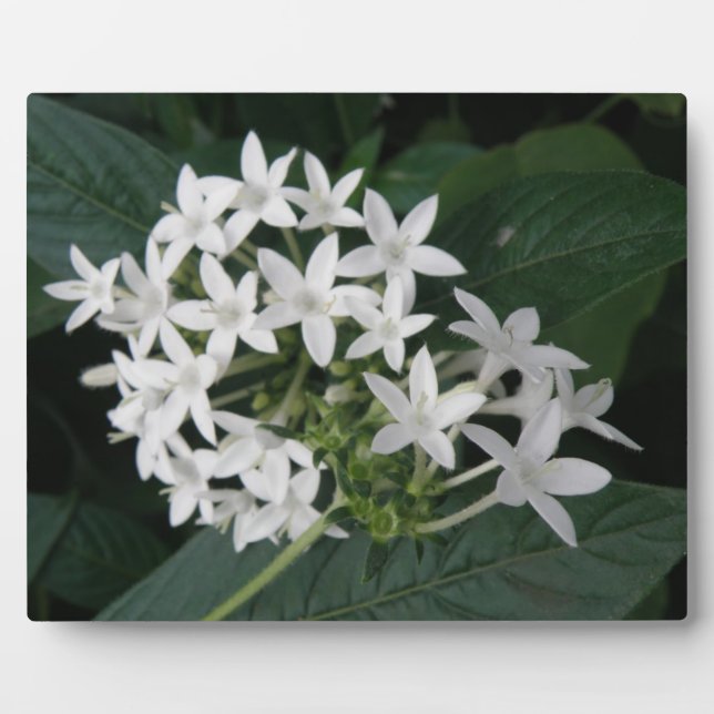 Beautiful White Tropical Flowers Plaque (Front)