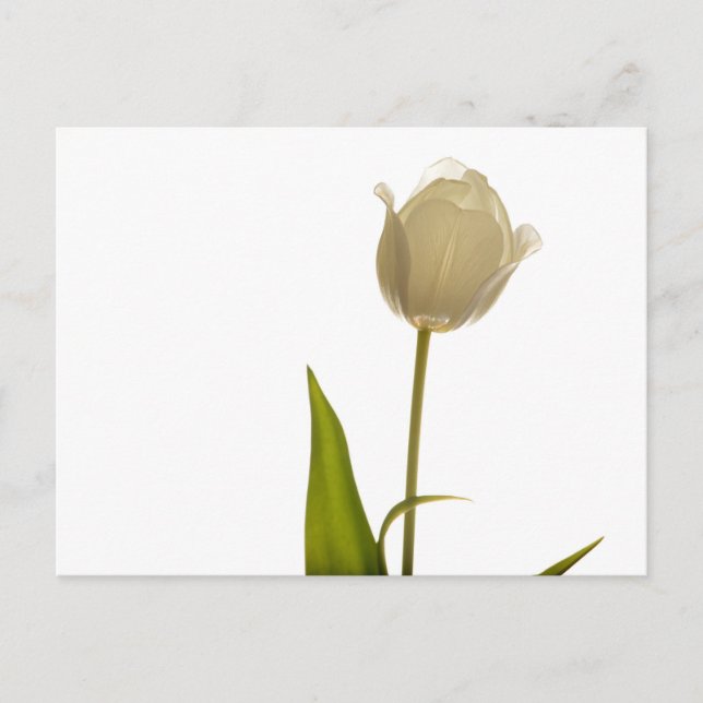 Beautiful white tulip on white background postcard (Front)