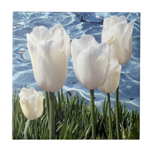 Beautiful White Tulips Tile